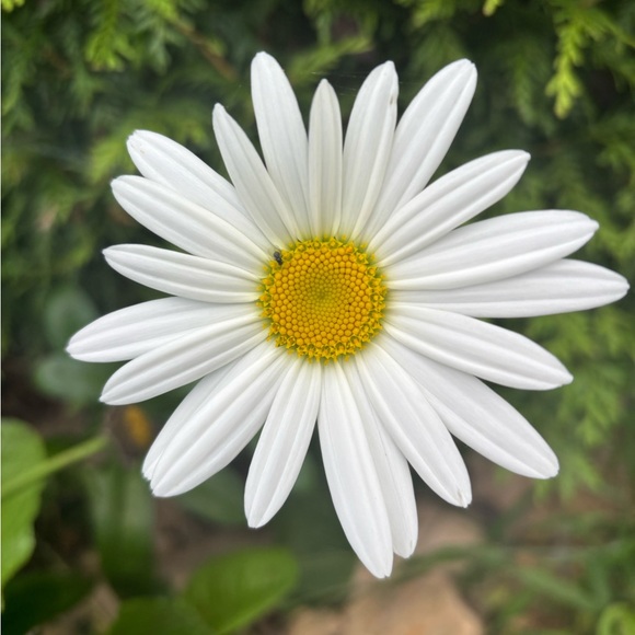 Meet your Posher, Cynthia - Picture 4 of 6